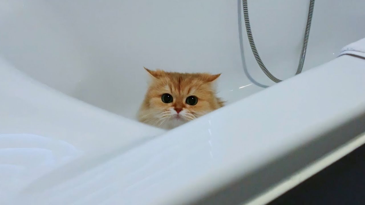 funny cute cats playing hide and seek