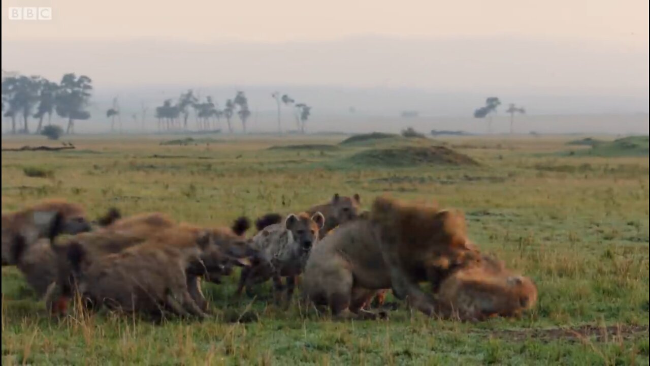 Hyena trapped lion for brutal fight !! Find out who will win !!👆👆😲😲