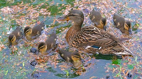Cute Mallard Duck Ducklings and the Mother Hen in Water