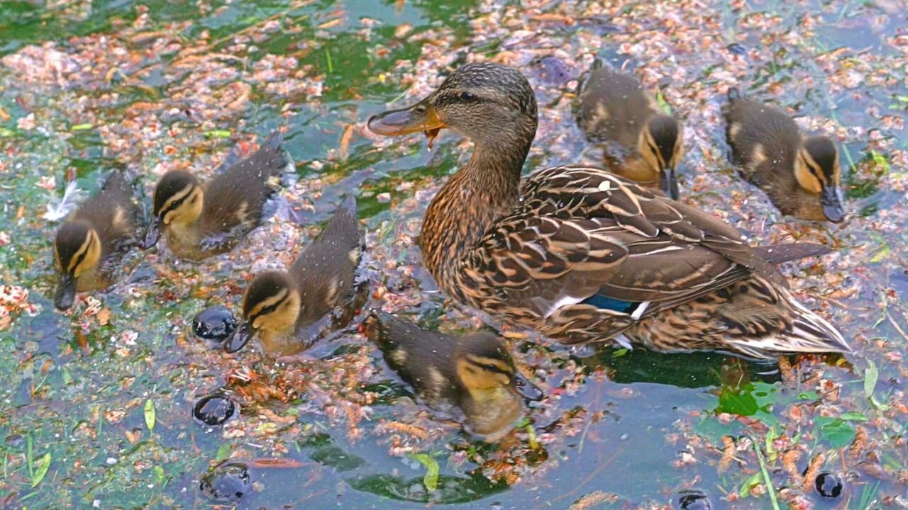 Cute Mallard Duck Ducklings and the Mother Hen in Water