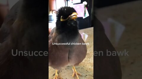 My name is nugget and I'm a big fat chicken #shorts (Mynah bird)