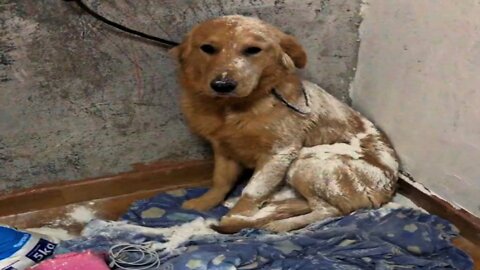 Dog Play With Flour | Dog Funny Video