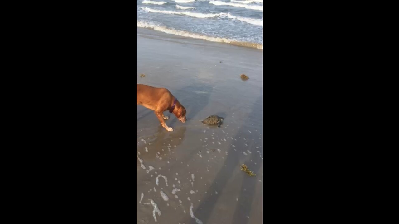 Waco finds a treasure