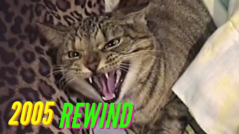 REVENGE OF THE PSYCHO KITTY (2005 REWIND)
