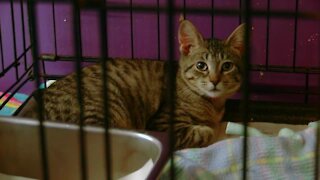 Niagara SPCA investigating after pet shot with blow gun dart, 2nd pet killed