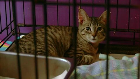 Niagara SPCA investigating after pet shot with blow gun dart, 2nd pet killed