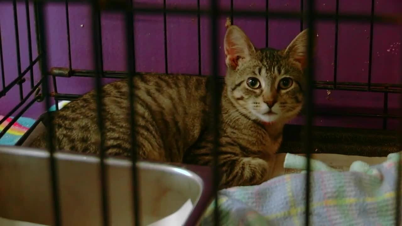Niagara SPCA investigating after pet shot with blow gun dart, 2nd pet killed