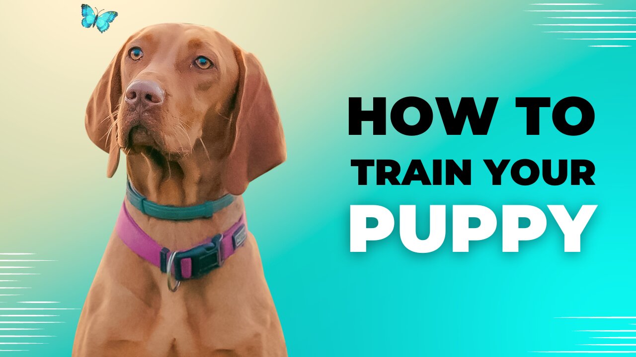 How to Train Your Puppy