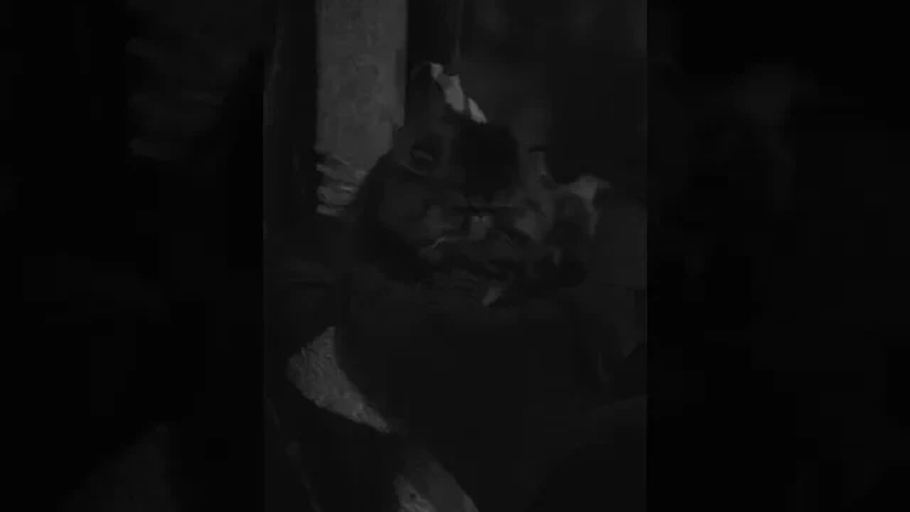 Exotic cat rocks out to Stevie Wonder