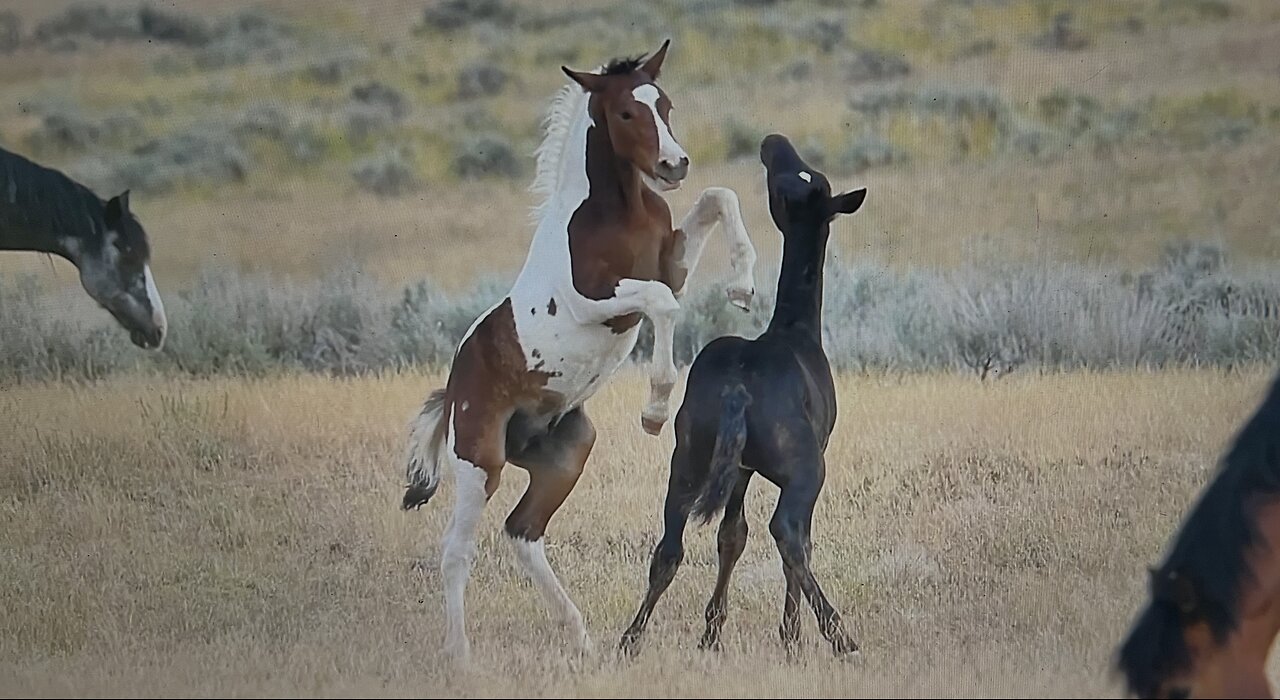 WHOA Wild Horses of America Ep 17 McCullough Peaks in Wyoming by Karen King