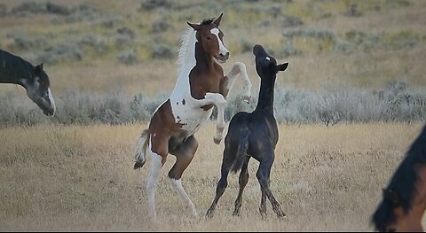 WHOA Wild Horses of America Ep 17 McCullough Peaks in Wyoming by Karen King