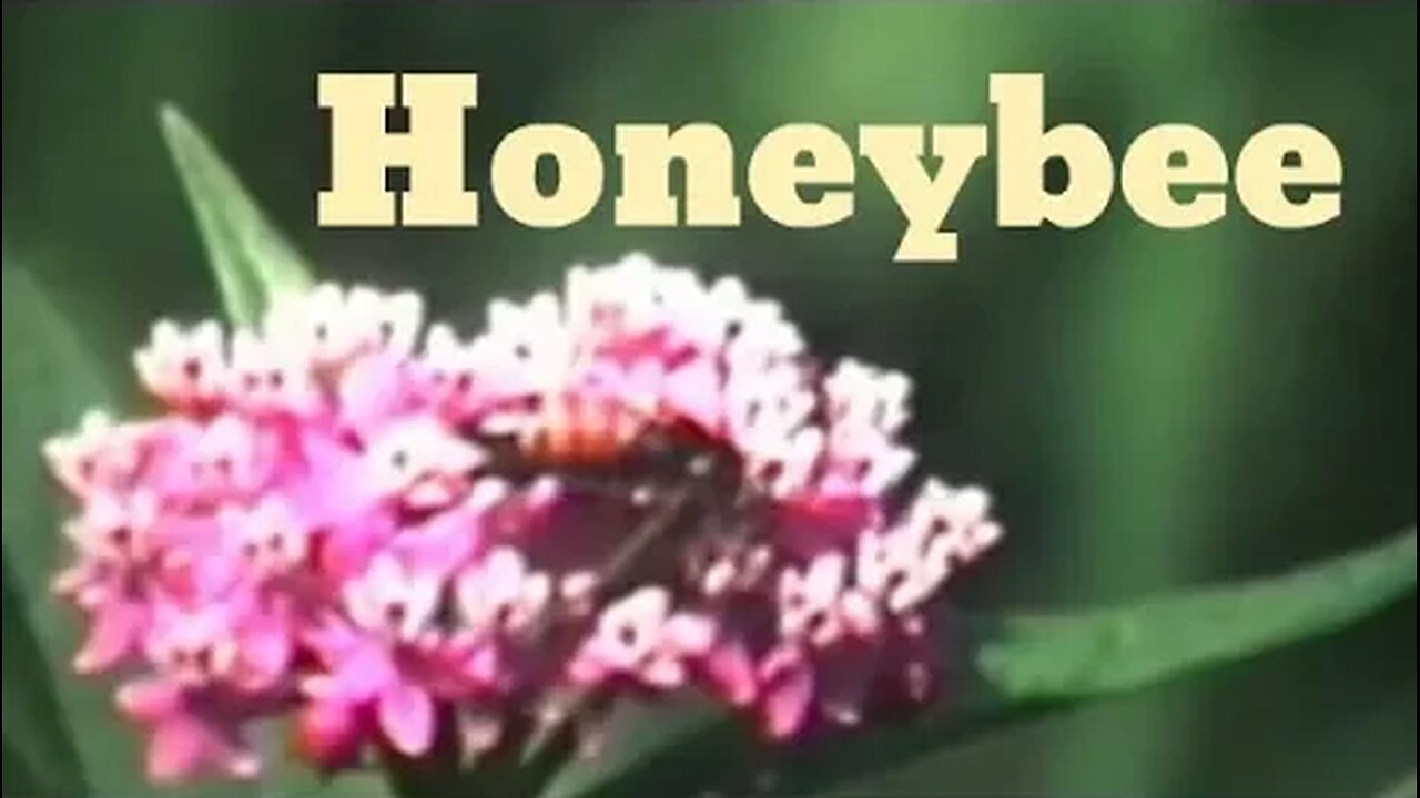 The Life of the Honeybee