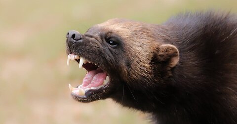 Wolverine attacks wolf - Wild Animals