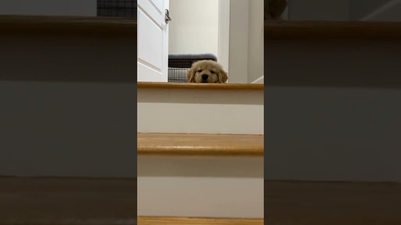 Oh hello๐๐ #shorts #dog #puppy #dogs #animal #animals #love #cute