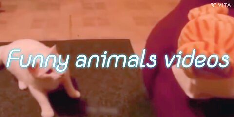 Funny animals