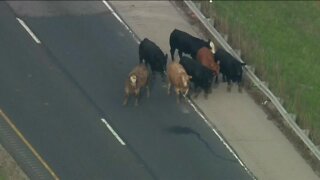 Cows on interstate