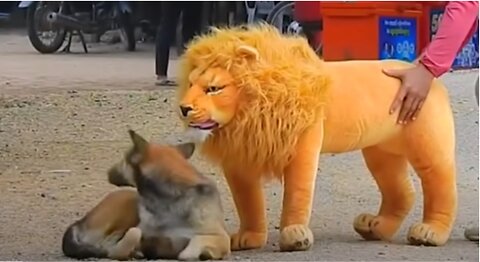 Troll Prank Dog Funny & fake Lion and Fake Tiger Prank To dog & Huge Box Prank to dog