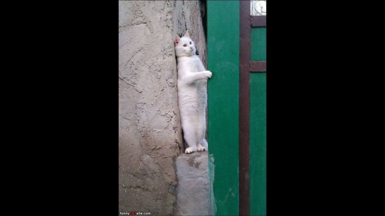 Try not to laugh