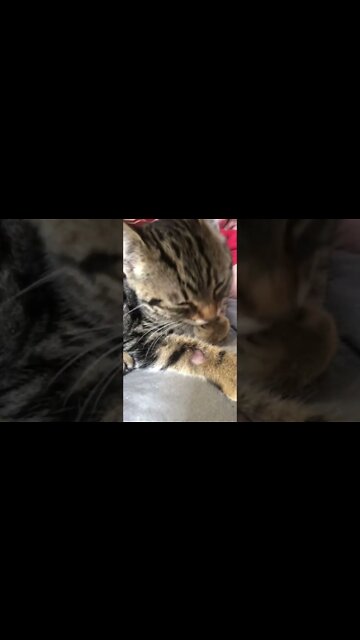 Puff the feral kitten grooming, mesmerising.