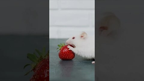 Albino Hamster Eating Strawberry #shorts #short
