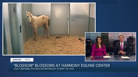 Blossom the Colt at Dumb Friends League Harmony Equine Center