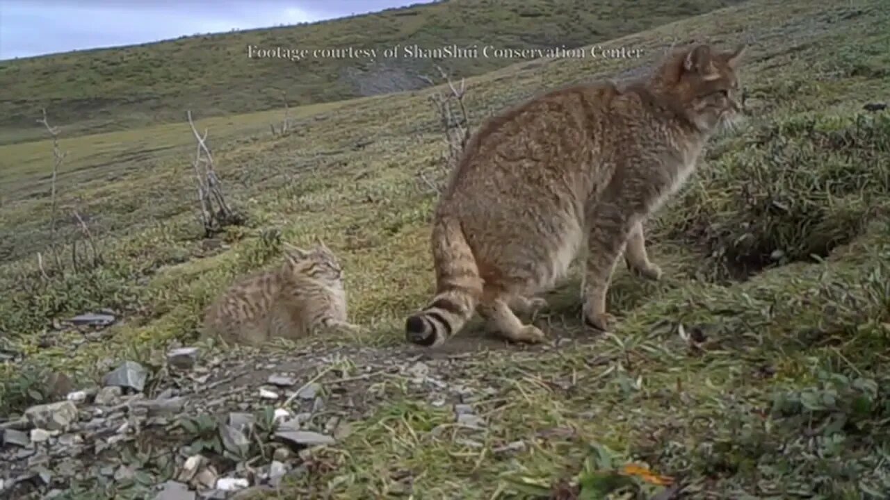 Chinese mountain Cat