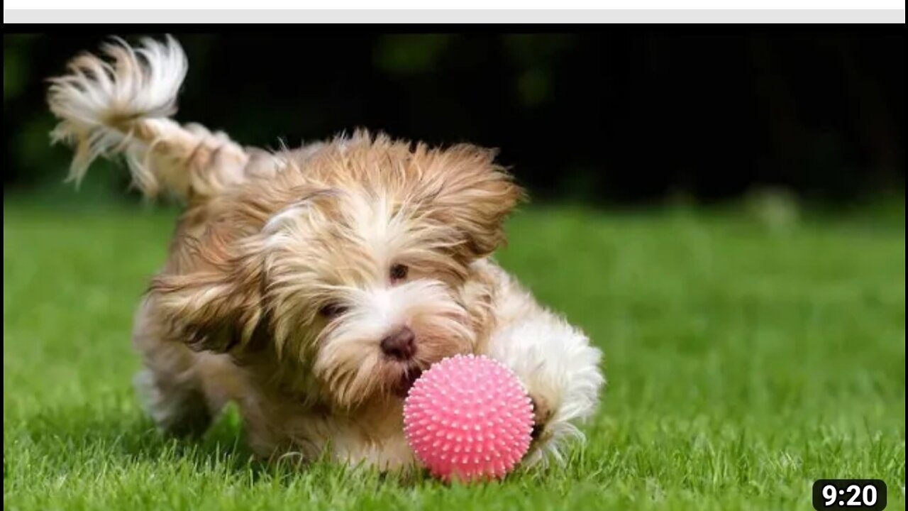 Dogs Playing with toys