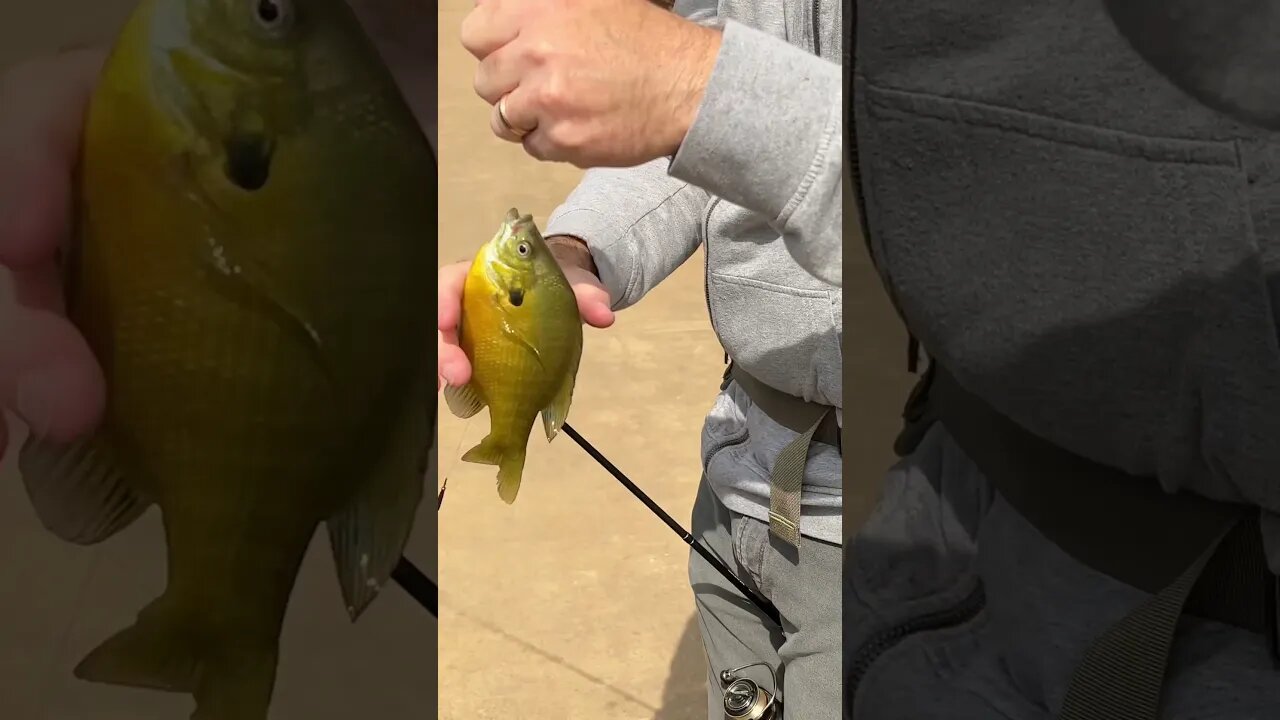 Little dropshot action for some gills. They love our ultra finesse worms! #bluegill #fishing #shorts