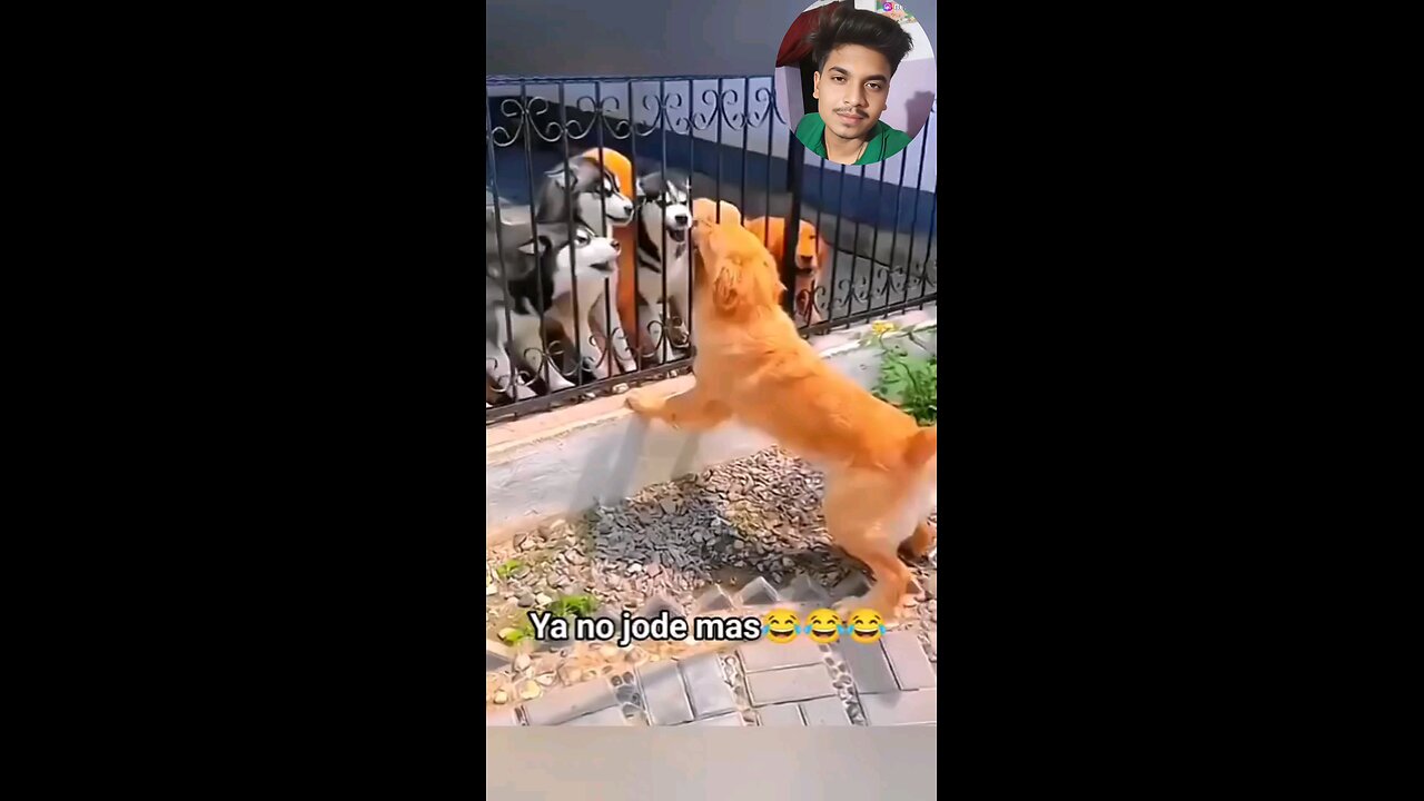 dog funny video