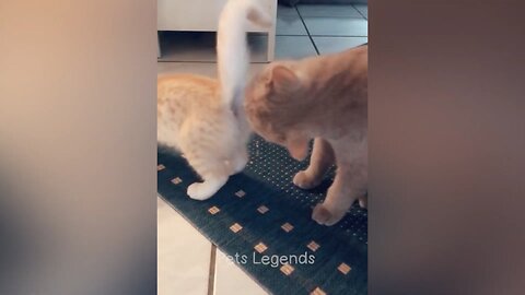 New Funny Animals 😅 Funniest animals Videos 2023