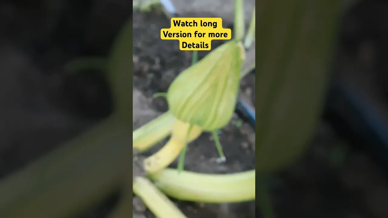 Pumpkin pollinating