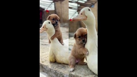 Cute Puppy and ducks love cutest video