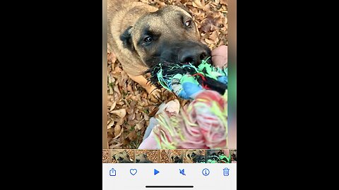 Dog obedience training needs a little work on the release command