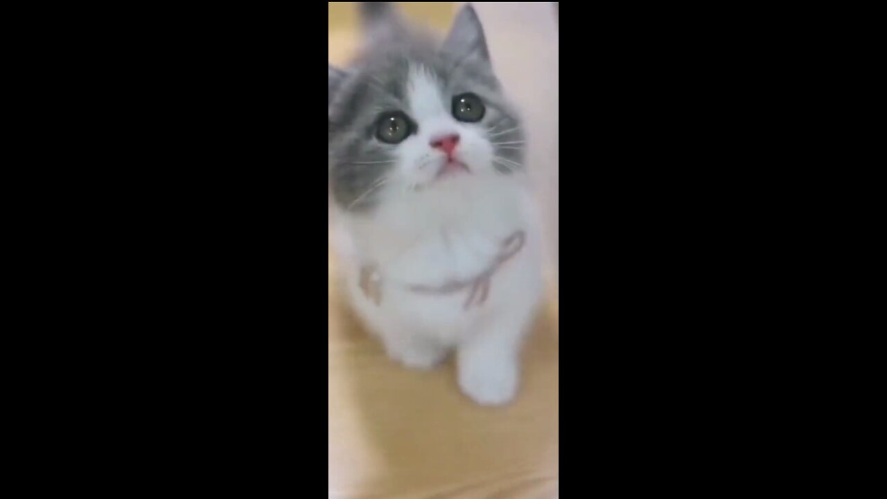 😸😸Cute baby cat 😸😸😸