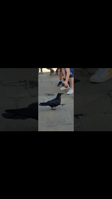 Tourist gives raven water ar the Tower of London #london