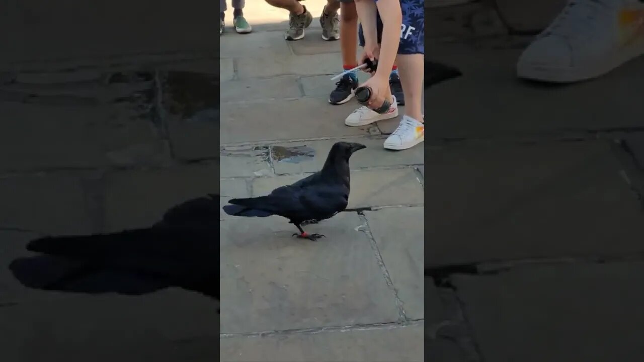 Tourist gives raven water ar the Tower of London #london