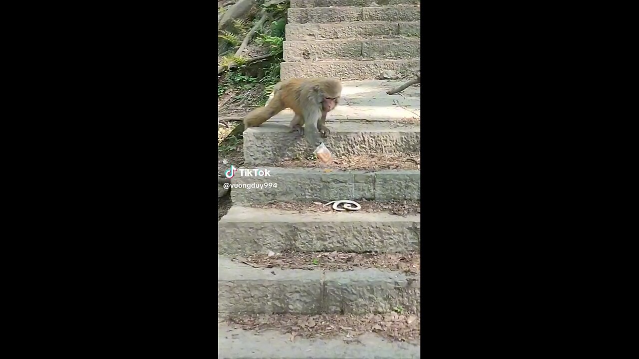 Innocent monkey fears from fake snake funny animal videos