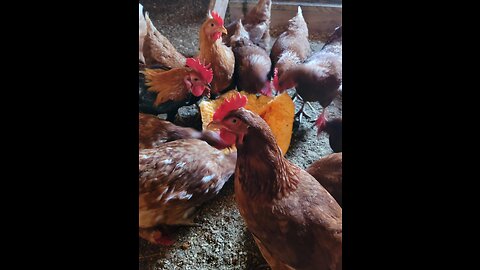 Hen Isolation Tips