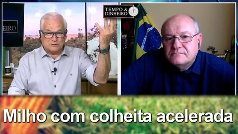 Milho com colheita acelerada