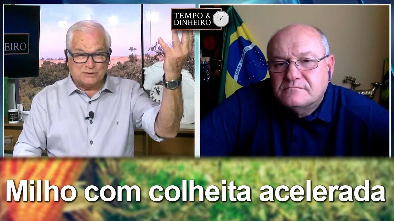 Milho com colheita acelerada