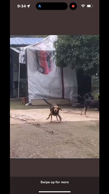 WTF did t they do to that dog????