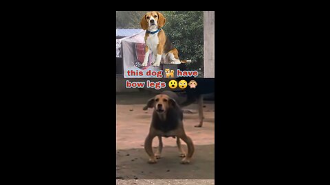 Bow legged dog ~ funny dog videon