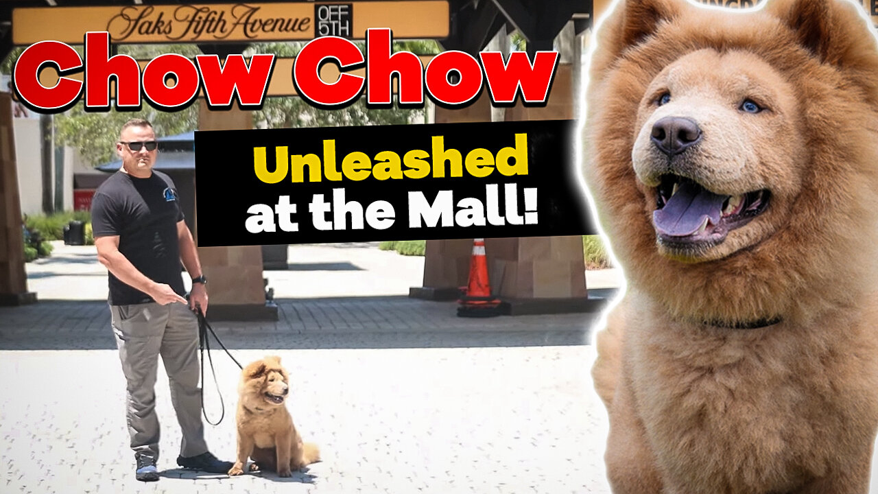 CHOW CHOW Takes Dog Trainer on Dinner Date!