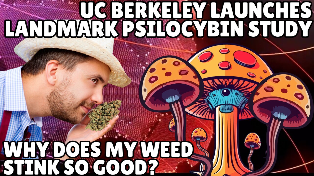 UC Berkeley Launches Landmark Study: How Exactly Do Magic Mushrooms Alter the Brain?