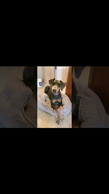 Doberman Puppy is Photogenic 😍 🐕 #doberman #dobermanpinscher #dobermanpuppy #dobies