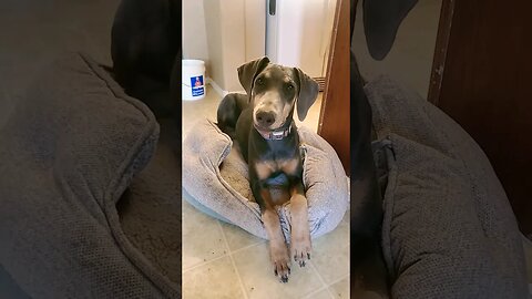 Doberman Puppy is Photogenic 😍 🐕 #doberman #dobermanpinscher #dobermanpuppy #dobies