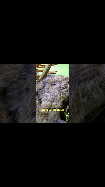 So schützst du deine Pflanzen vor Wühlmäuse #shorts