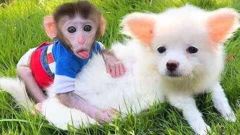 Baby monkey 🐒 and baby doggy 🐕 playing 🥰