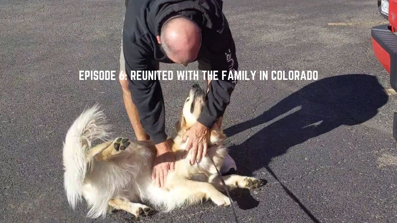 Golden Retriever reunited with family pees everywhere