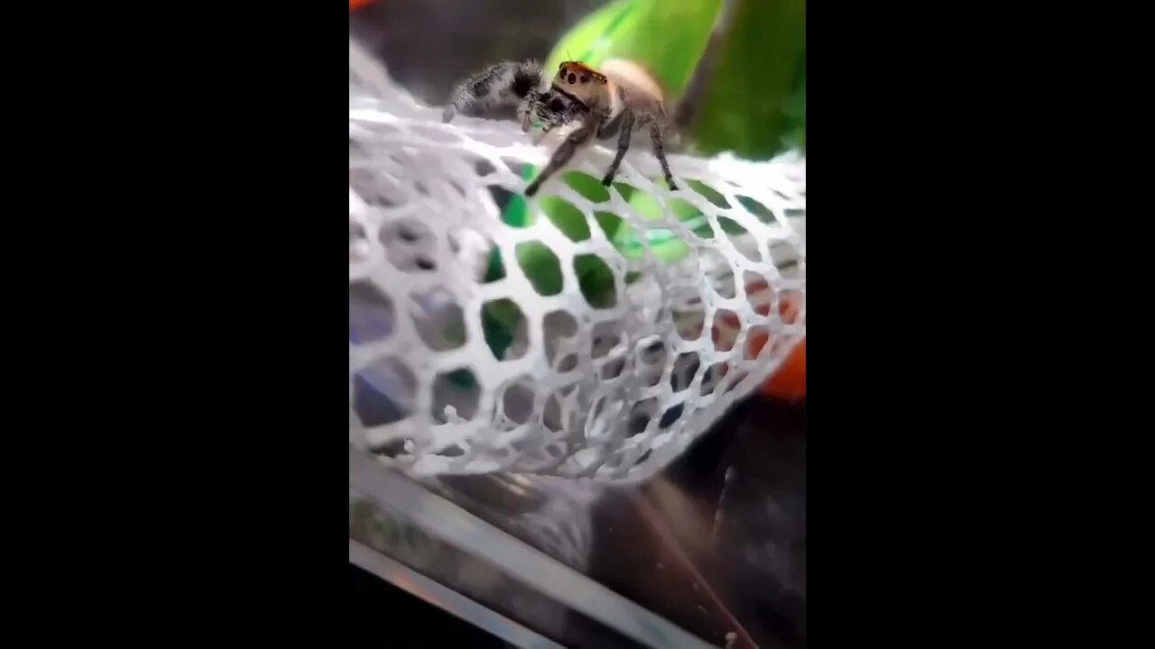 This person helping out an old spider